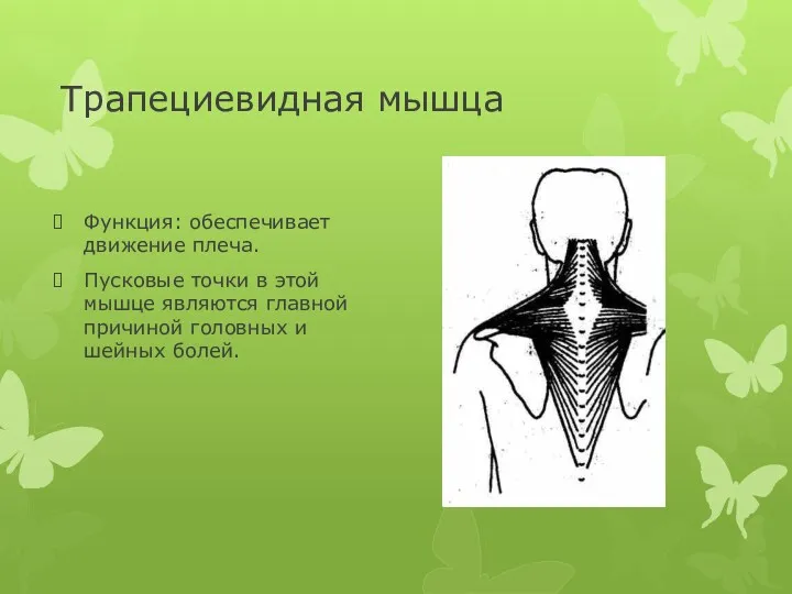 Трапециевидная мышца Функция: обеспечивает движение плеча. Пусковые точки в этой