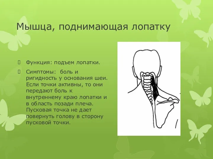 Мышца, поднимающая лопатку Функция: подъем лопатки. Симптомы: боль и ригидность