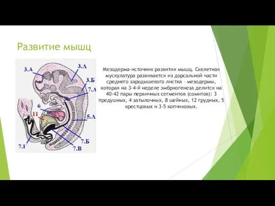 Развитие мышц Мезодерма-источник развития мышц. Скелетная мускулатура развивается из дорсальной