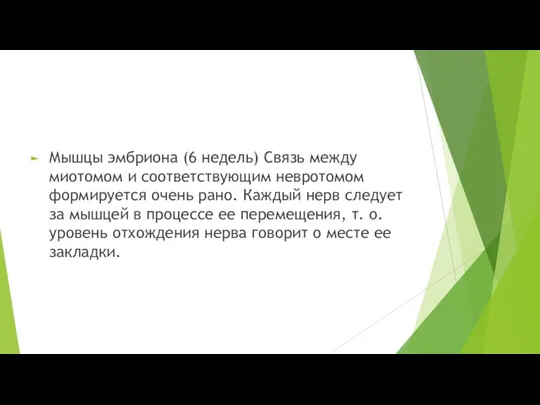 Мышцы эмбриона (6 недель) Связь между миотомом и соответствующим невротомом