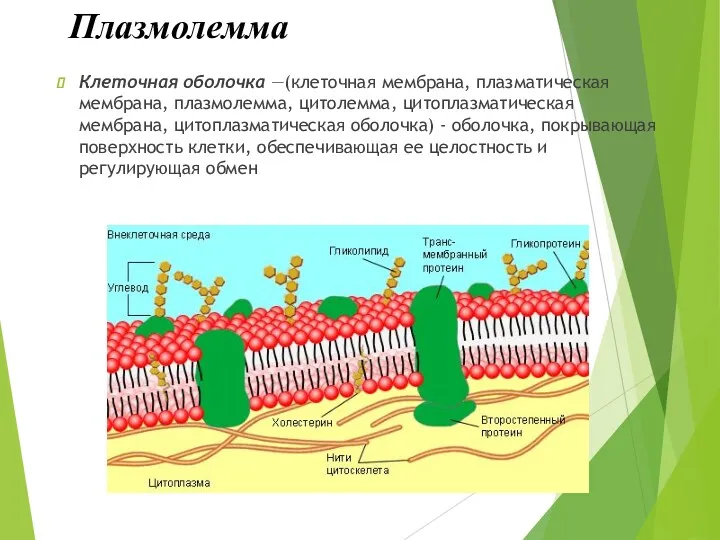 Плазмолемма Клеточная оболочка —(клеточная мембрана, плазматическая мембрана, плазмолемма, цитолемма, цитоплазматическая