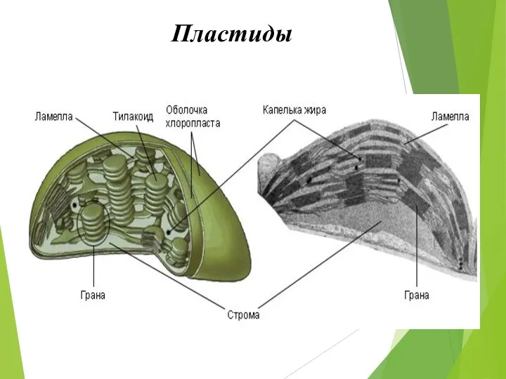 Пластиды