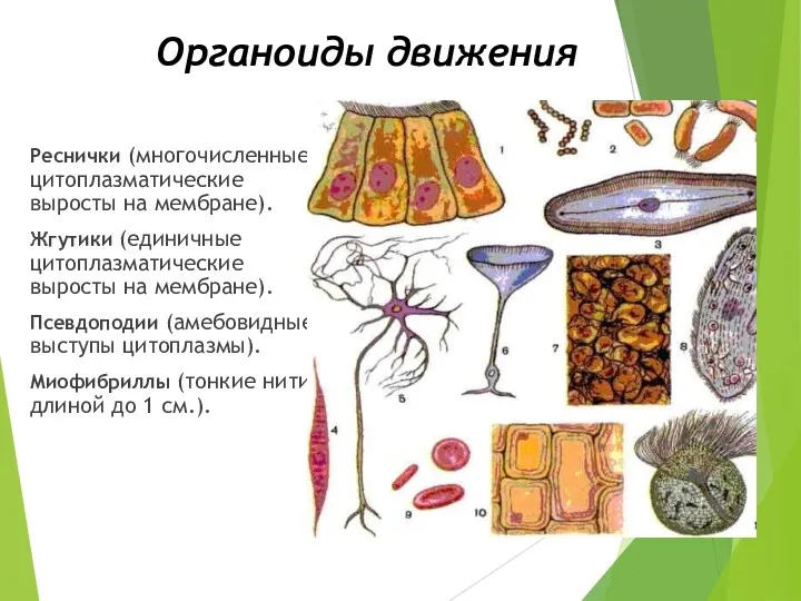 Органоиды движения Реснички (многочисленные цитоплазматические выросты на мембране). Жгутики (единичные