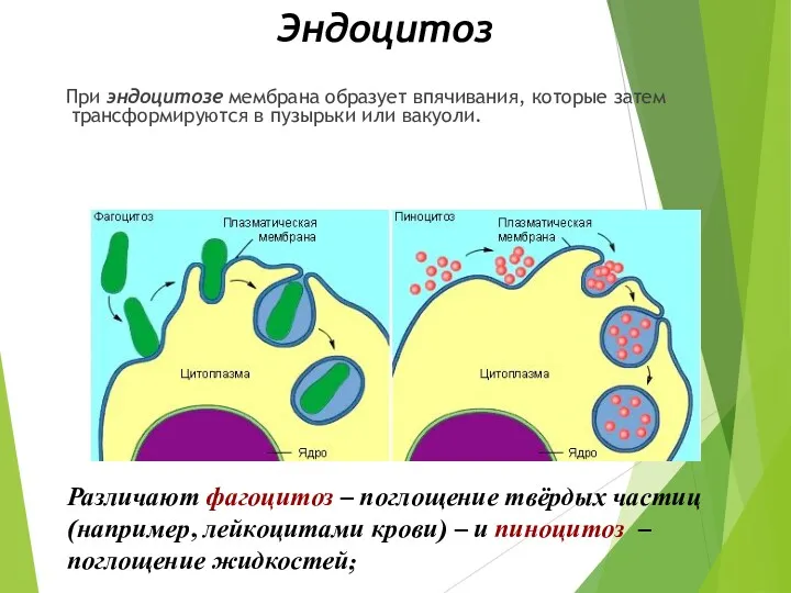 Эндоцитоз При эндоцитозе мембрана образует впячивания, которые затем трансформируются в