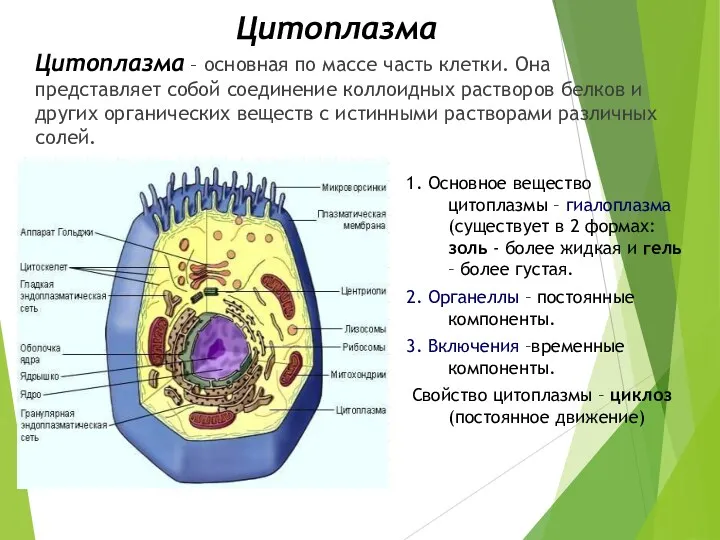 Цитоплазма Цитоплазма – основная по массе часть клетки. Она представляет