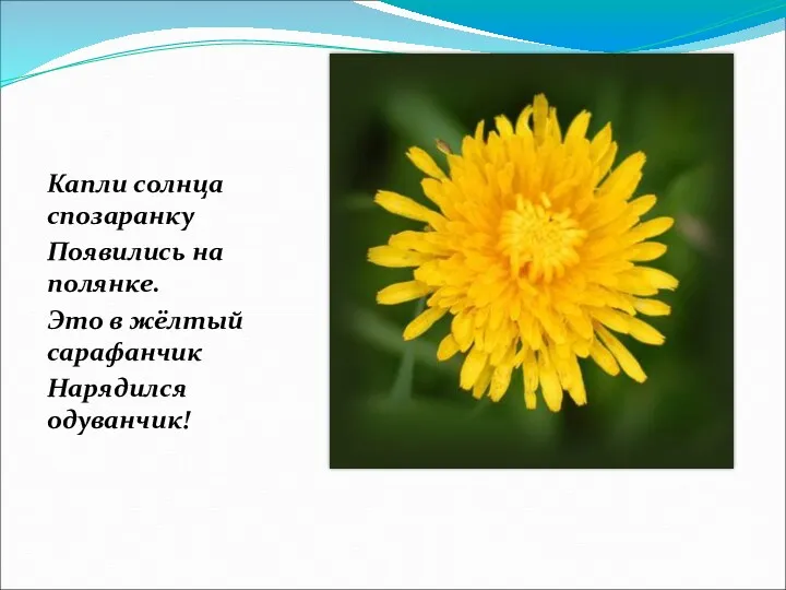 Капли солнца спозаранку Появились на полянке. Это в жёлтый сарафанчик Нарядился одуванчик!