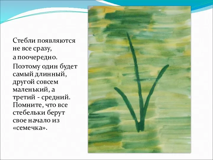 Стебли появляются не все сразу, а поочередно. Поэтому один будет самый длинный, другой