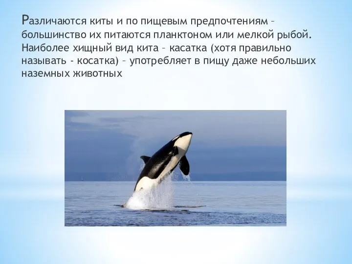Различаются киты и по пищевым предпочтениям – большинство их питаются планктоном или мелкой