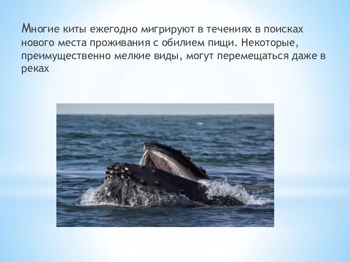 Многие киты ежегодно мигрируют в течениях в поисках нового места проживания с обилием