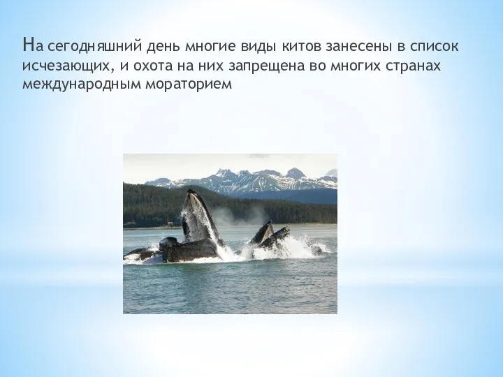 На сегодняшний день многие виды китов занесены в список исчезающих, и охота на