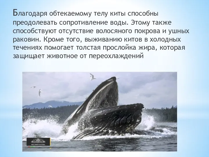 Благодаря обтекаемому телу киты способны преодолевать сопротивление воды. Этому также способствуют отсутствие волосяного