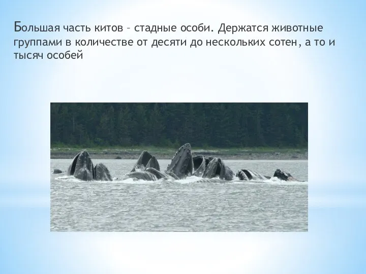 Большая часть китов – стадные особи. Держатся животные группами в количестве от десяти