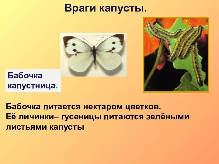 Враги капусты. Бабочка питается нектаром цветков. Её личинки– гусеницы питаются зелёными листьями капусты Бабочка капустница.