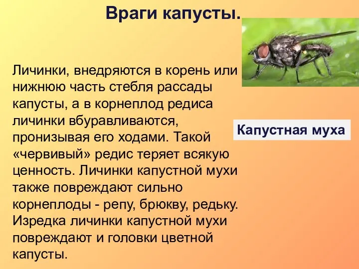 Враги капусты. Личинки, внедряются в корень или нижнюю часть стебля