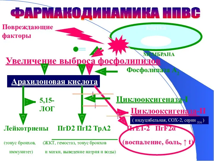 Повреждающие факторы (инфекция, травма и т.д.) клетка Увеличение выброса фосфолипидов