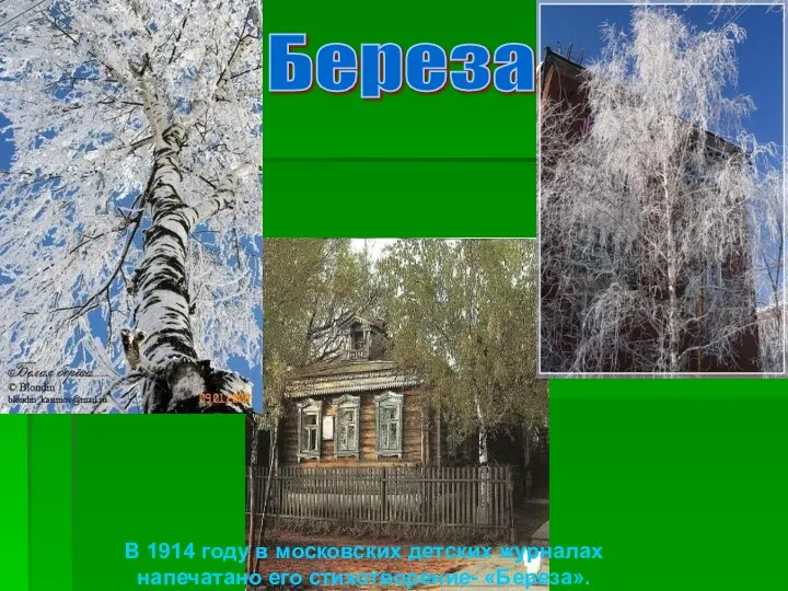 Береза В 1914 году в московских детских журналах напечатано его стихотворение- «Береза».