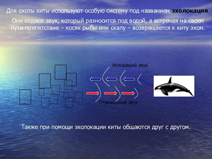 Для охоты киты используют особую систему под названием эхолокация. Они