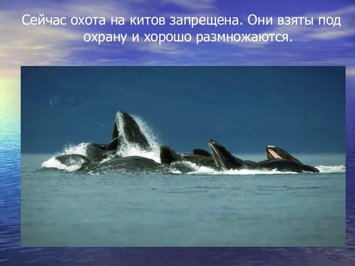 Сейчас охота на китов запрещена. Они взяты под охрану и хорошо размножаются.