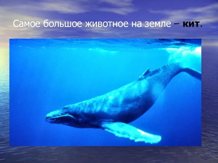 Самое большое животное на земле – кит.