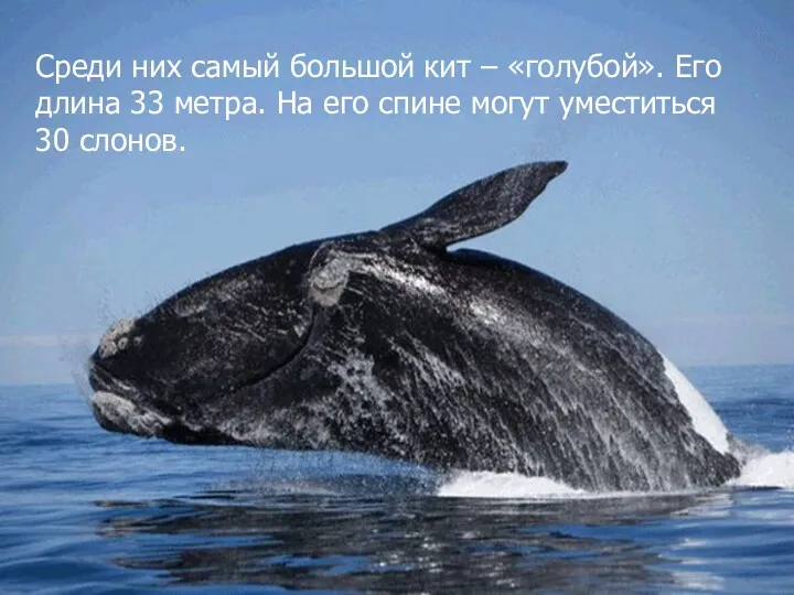 Среди них самый большой кит – «голубой». Его длина 33