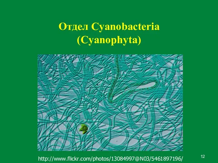 Отдел Cyanobacteria (Cyanophyta) http://www.flickr.com/photos/13084997@N03/5461897196/