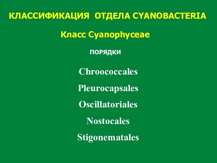КЛАССИФИКАЦИЯ ОТДЕЛА CYANOBACTERIA Класс Cyanophyceae ПОРЯДКИ Chroococcales Pleurocapsales Oscillatoriales Nostocales Stigonematales
