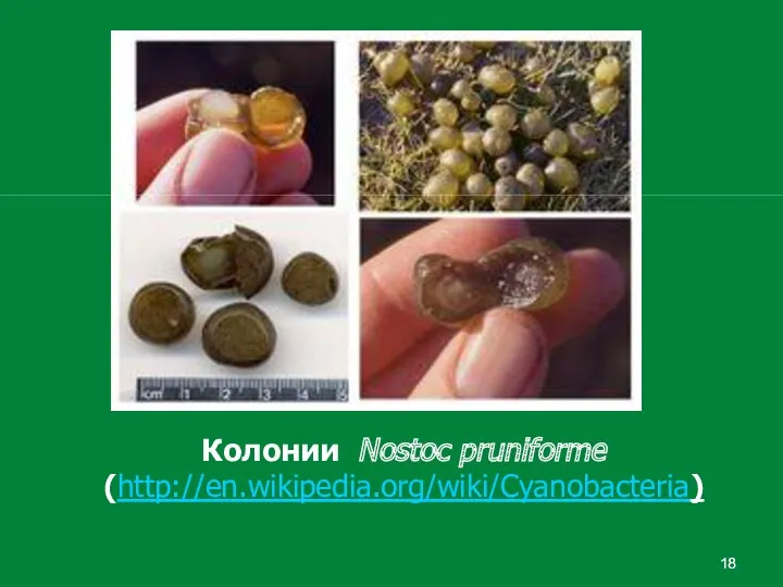 Колонии Nostoc pruniforme (http://en.wikipedia.org/wiki/Cyanobacteria)