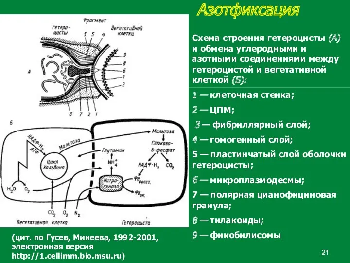 Азотфиксация Схема строения гетероцисты (А) и обмена углеродными и азотными