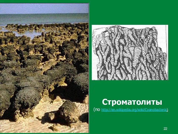 Строматолиты (по http://en.wikipedia.org/wiki/Cyanobacteria)