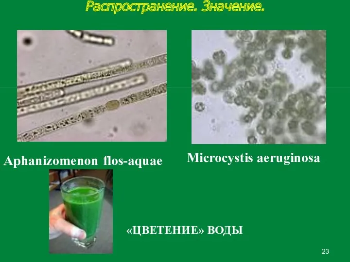 Распространение. Значение. Microcystis aeruginosa Aphanizomenon flos-aquae «ЦВЕТЕНИЕ» ВОДЫ