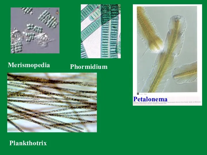 Petalonema Merismopedia Plankthotrix Phormidium