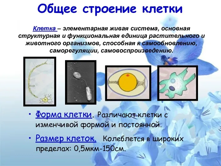 Общее строение клетки Форма клетки. Различают клетки с изменчивой формой