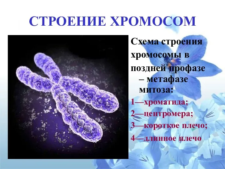 СТРОЕНИЕ ХРОМОСОМ Схема строения хромосомы в поздней профазе – метафазе