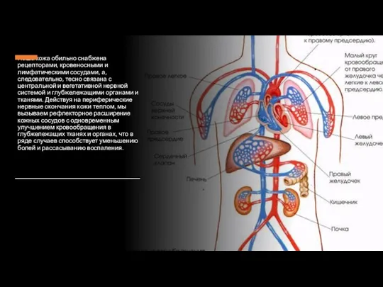 Наша кожа обильно снабжена рецепторами, кровеносными и лимфатическими сосудами, а,
