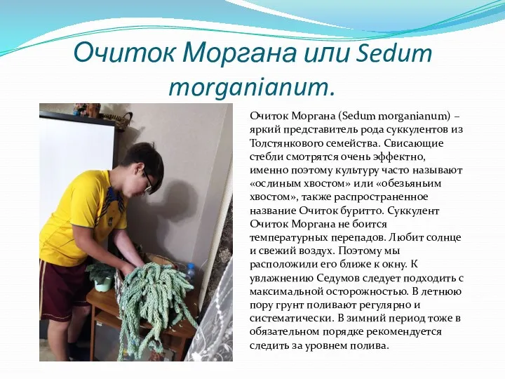 Очиток Моргана или Sedum morganianum. Очиток Моргана (Sedum morganianum) –