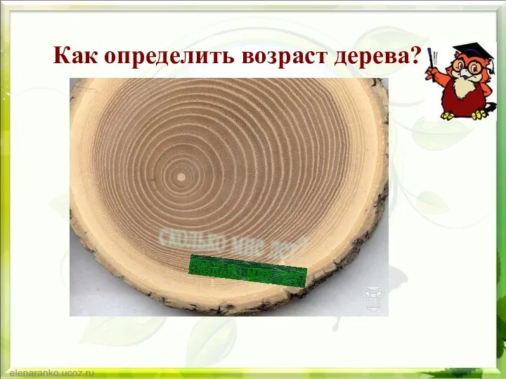 Как определить возраст дерева? сколько мне лет?