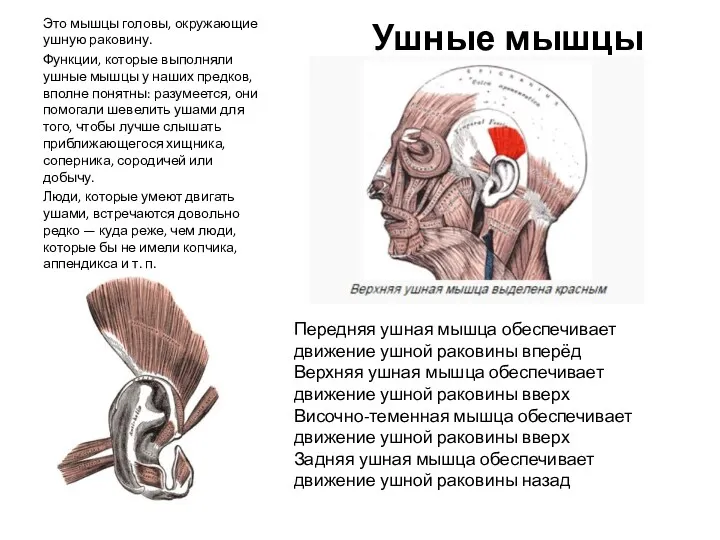 Ушные мышцы Это мышцы головы, окружающие ушную раковину. Функции, которые