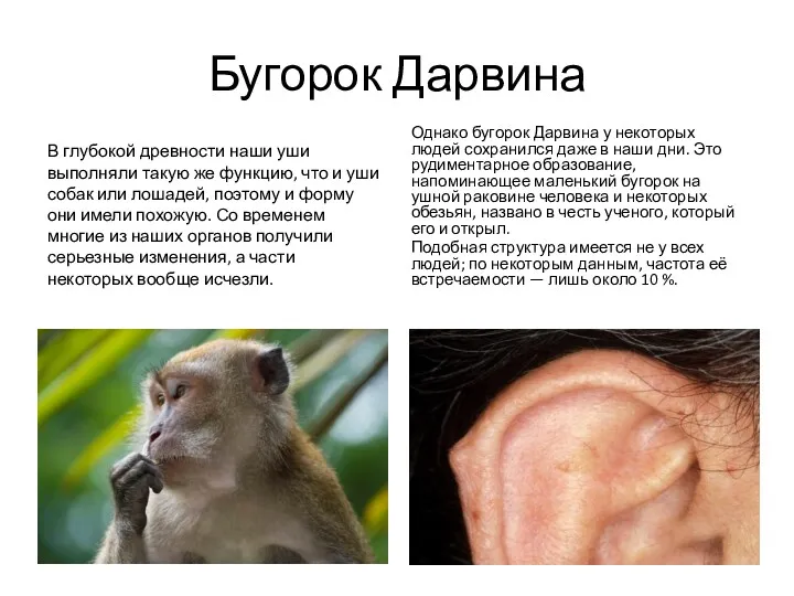 Бугорок Дарвина В глубокой древности наши уши выполняли такую же