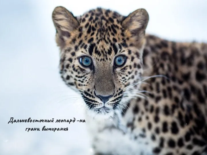 Дальневосточный леопард - на грани вымирания