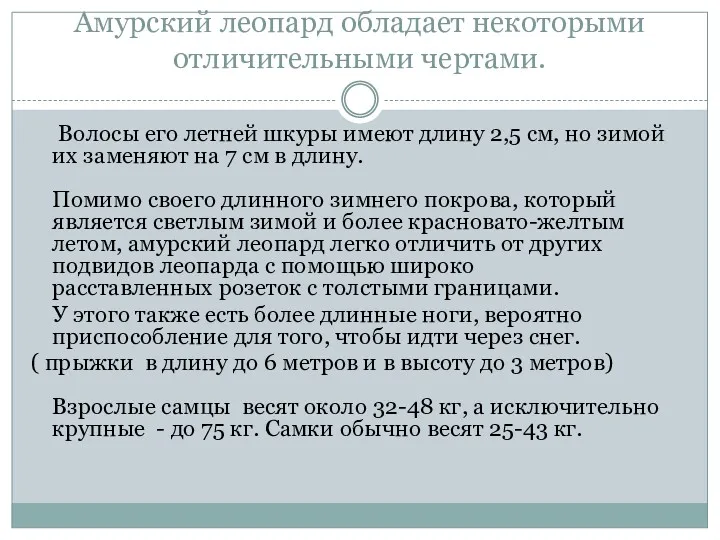 Амурский леопард обладает некоторыми отличительными чертами. Волосы его летней шкуры