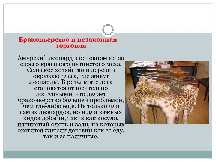 Браконьерство и незаконная торговля Амурский леопард в основном из-за своего
