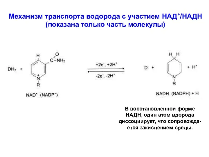 Механизм транспорта водорода с участием НАД+/НАДН (показана только часть молекулы)