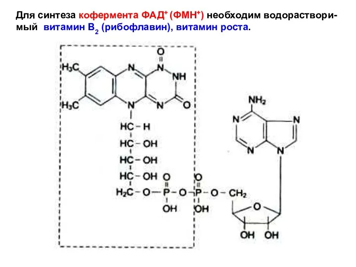 Для синтеза кофермента ФАД+ (ФМН+) необходим водораствори- мый витамин В2 (рибофлавин), витамин роста.