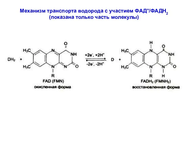 Механизм транспорта водорода с участием ФАД+/ФАДН2 (показана только часть молекулы)