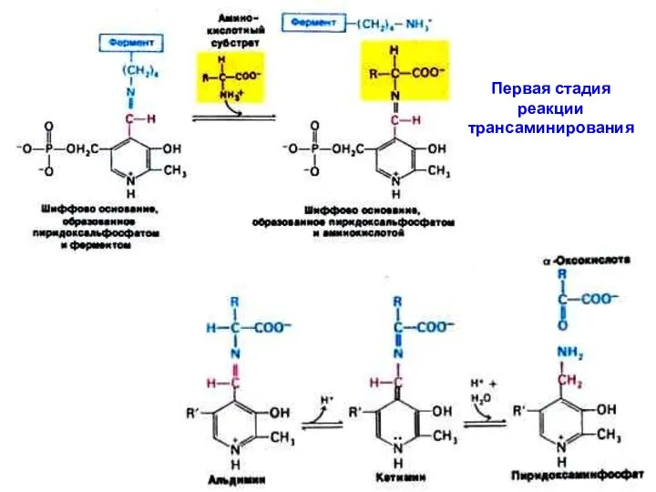 Первая стадия реакции трансаминирования