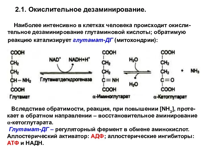 2.1. Окислительное дезаминирование. Наиболее интенсивно в клетках человека происходит окисли-тельное