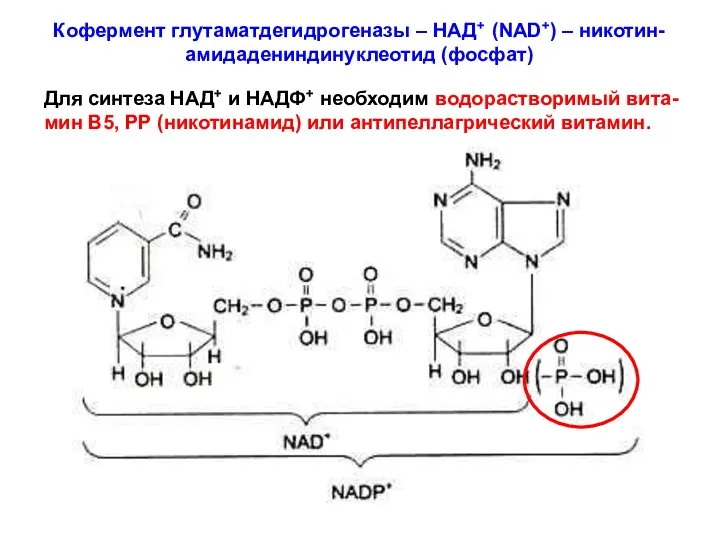 Кофермент глутаматдегидрогеназы – НАД+ (NAD+) – никотин-амидадениндинуклеотид (фосфат) Для синтеза