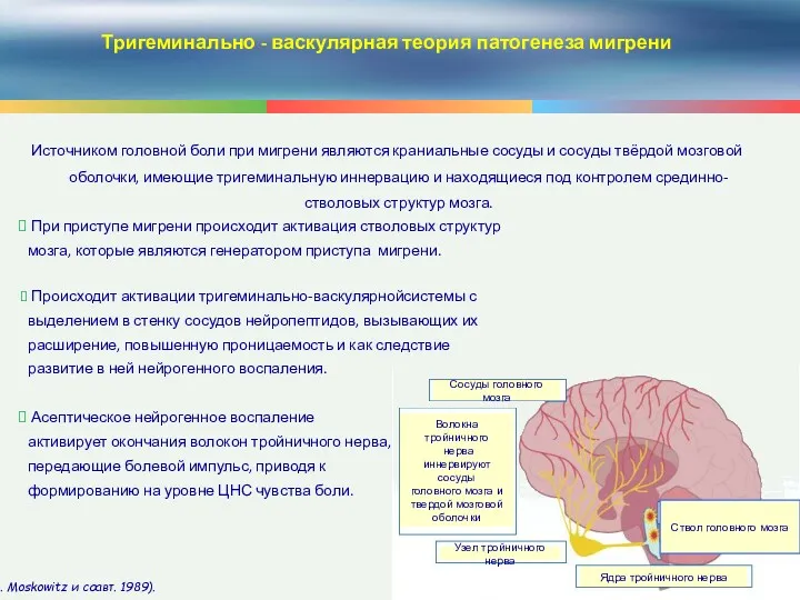 Тригеминально - васкулярная теория патогенеза мигрени Источником головной боли при