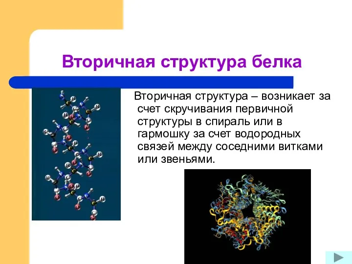 Вторичная структура белка Вторичная структура – возникает за счет скручивания первичной структуры в