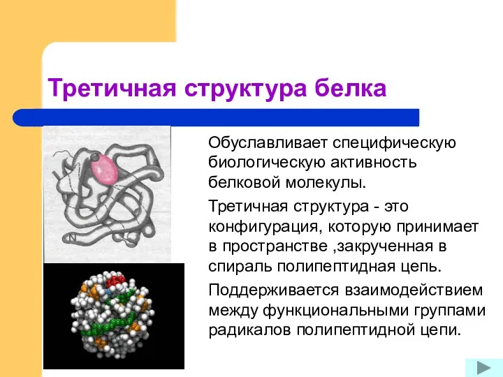 Третичная структура белка Обуславливает специфическую биологическую активность белковой молекулы. Третичная структура - это